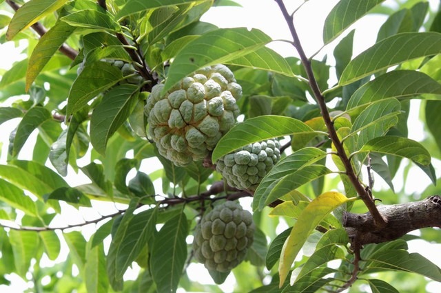 Chinese mainland lifts ban on Taiwan's sugar apples