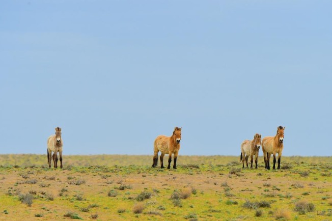 National park project boosts desert biodiversity in China's Xinjiang