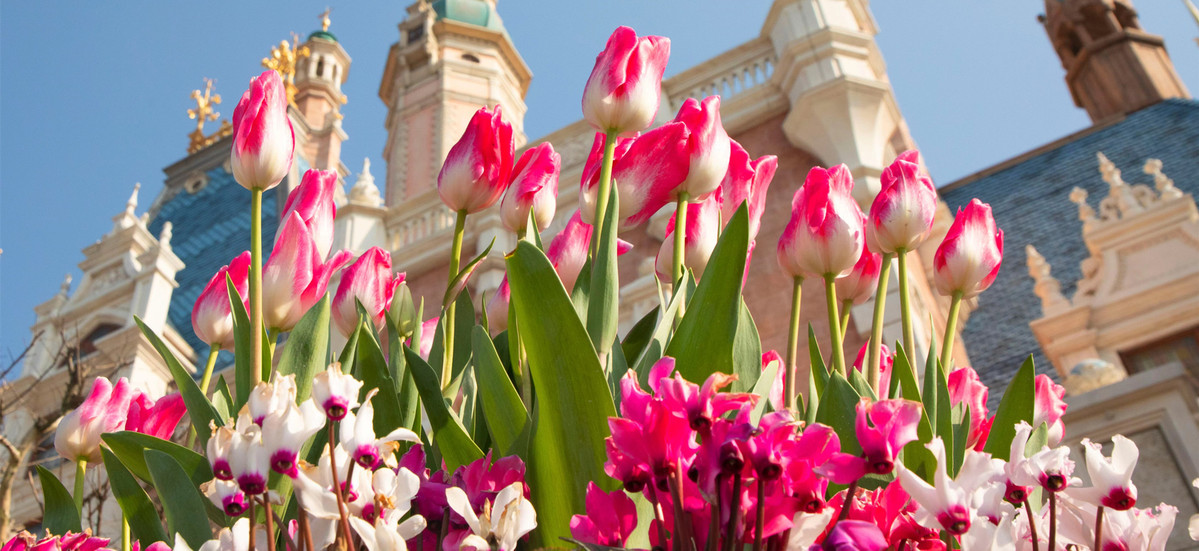 Colorful tulips in Pudong beckon visitors