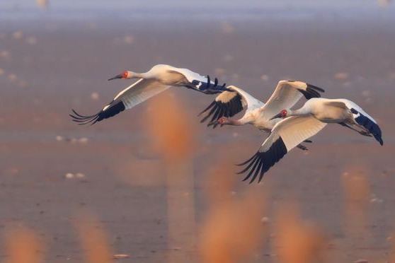 Central China's Wuhan sees increase in wild bird population