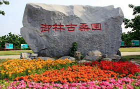 Yulin Ancient Mulberry Garden