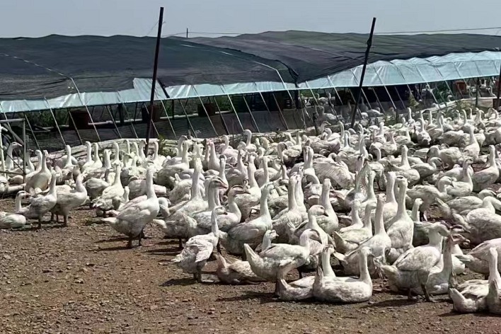 White goose industry booms in Shulan