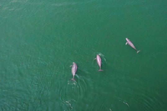 10-year fishing ban improves biodiversity in Yangtze River