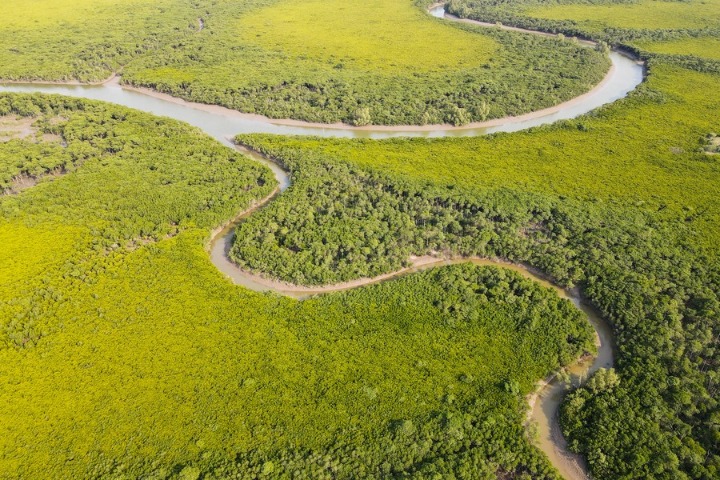 Protecting red-flowered black mangroves in China's Hainan
