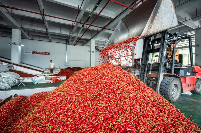 China's "Chili City" fosters fiery businesses
