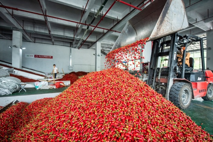 China's "Chili City" fosters fiery businesses