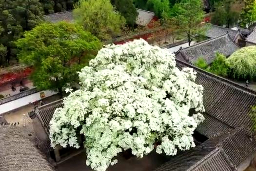 Ancient tree in full bloom at sage's family mansion