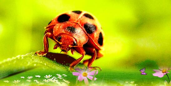 Shanghai Natural Wild Insect Museum