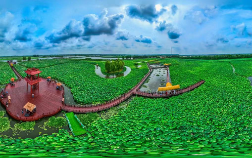 Discover Taizhou's enchanting lotuses in wondrous blossom