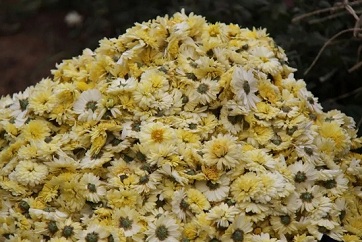 Jiaxiang chrysanthemums