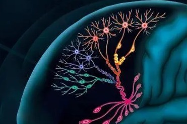 Study revealing distribution of brain cells could help discover cause of diseases