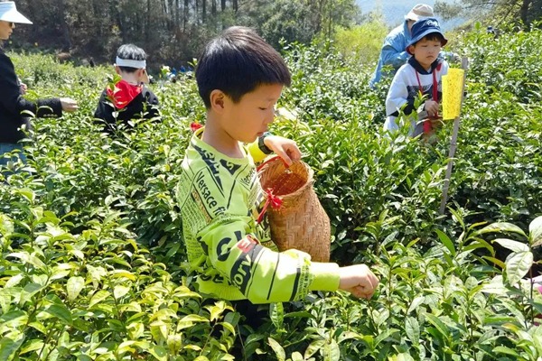 Daping Mountain Ecological Tea Garden