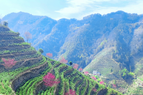 Cherry blossoms hit their prime in Huangshan's Wugongling village