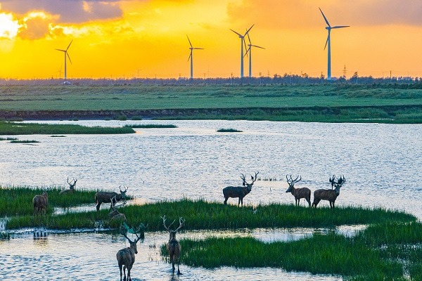 Milu deer amidst wetlands, framed by wind turbines