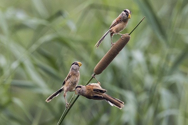 Rare reed parrotbills adorn swaying reeds at Beijing’s park