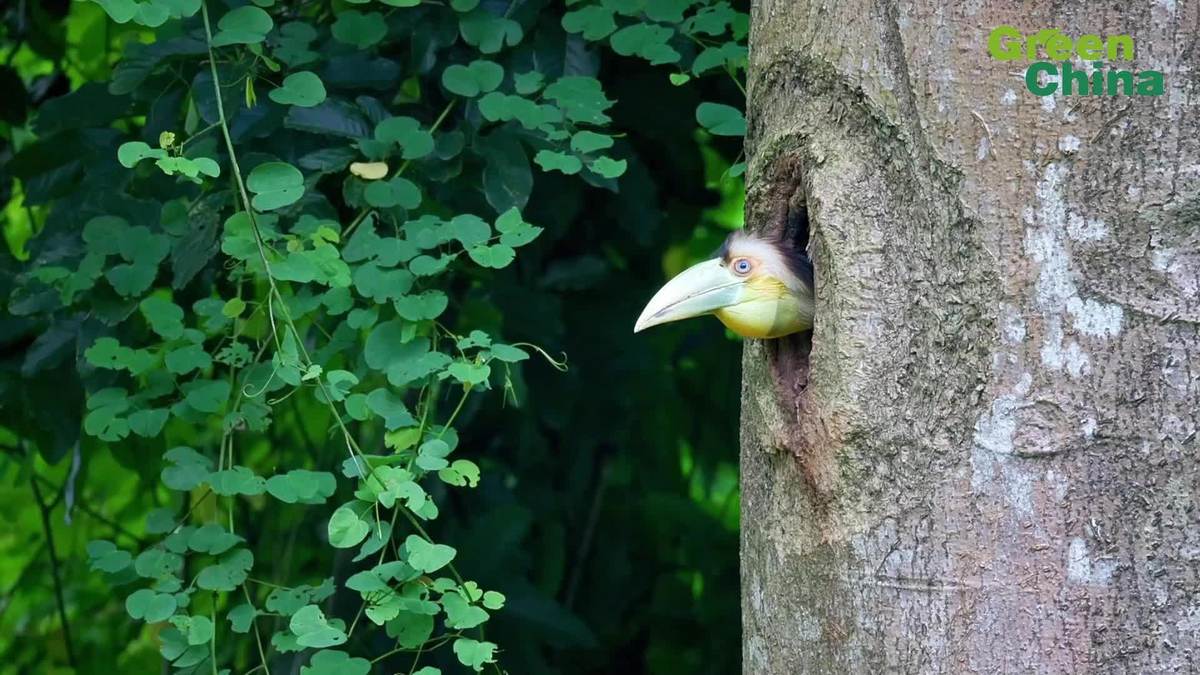 Baby wreathed hornbill and its mother leaving their nest in Yunnan