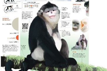 Snub-nosed monkeys living the high life in Yunnan