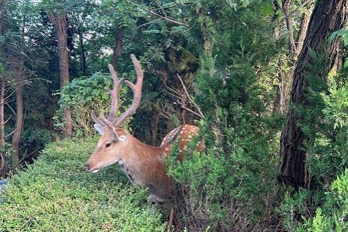 Wild sika deers spotted at Dalian's Baiyun Mountain Park
