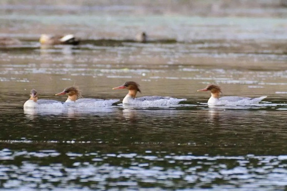 Huangshan: A paradise for wildlife, birds