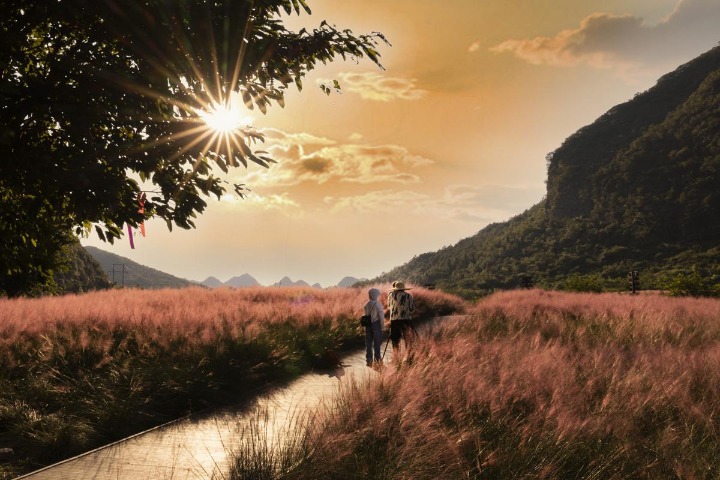 Guizhou's pink sea of grass attracts tourists
