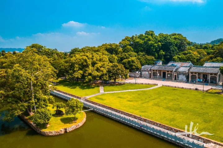 Lychee ancient tree group in Guangdong selected as one of most beautiful ancient tree groups