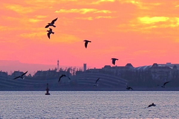 Seagulls dance lightly in the mesmerizing dawn in Qingdao