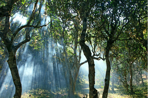 Old tea forests on Jingmai Mountain named World Heritage Site