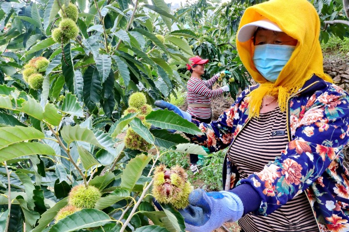 Beijing suburb a hotbed for chestnut growing