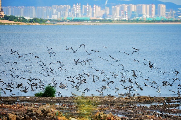 Migratory birds arrived at Qingdao's Jiaozhou Bay Ocean Park