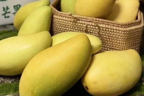 Chinese mainland suspends mango imports from Taiwan