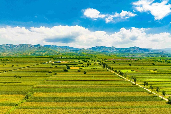 In Shanxi, red sorghum harvest underway