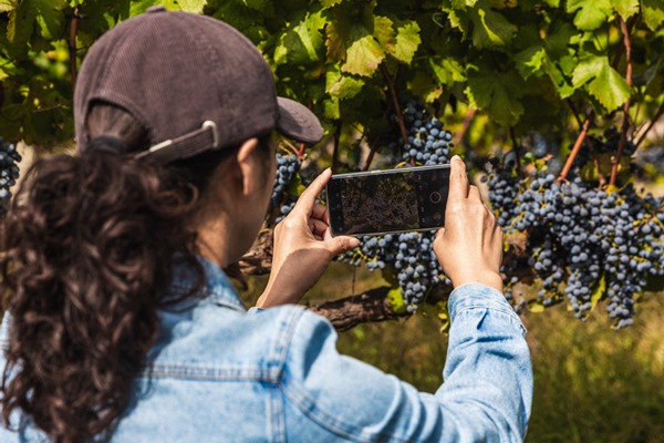 In Shanxi, grape harvest pairs with tourism