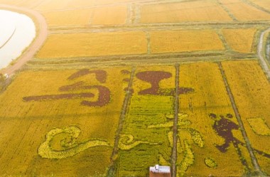 Paddy field paintings show pastoral charm in Zhangye