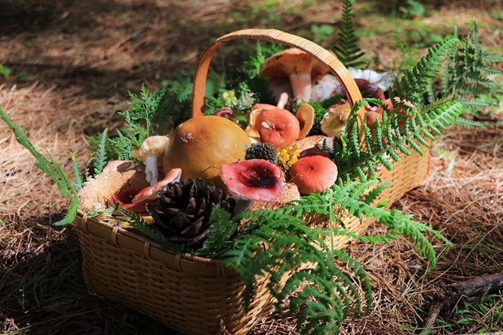 Kunming residents connect with tourists over love of fungi