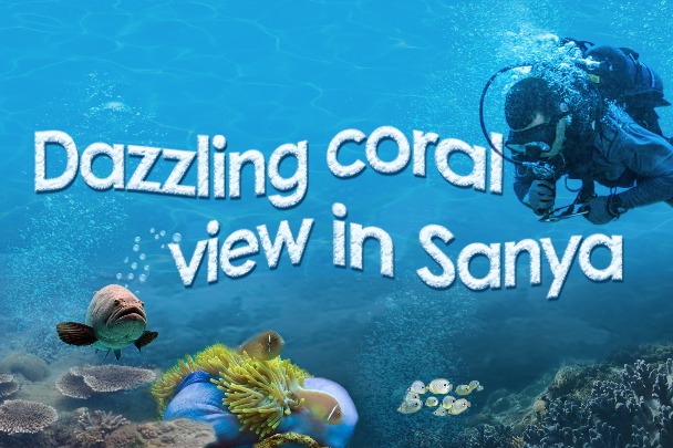 Dazzling view of Sanya's corals