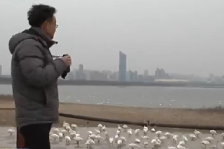 Yellow River birds saved by 'Swan Dad'