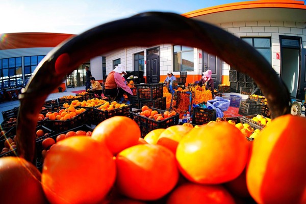 Shanxi has abundant persimmon harvest