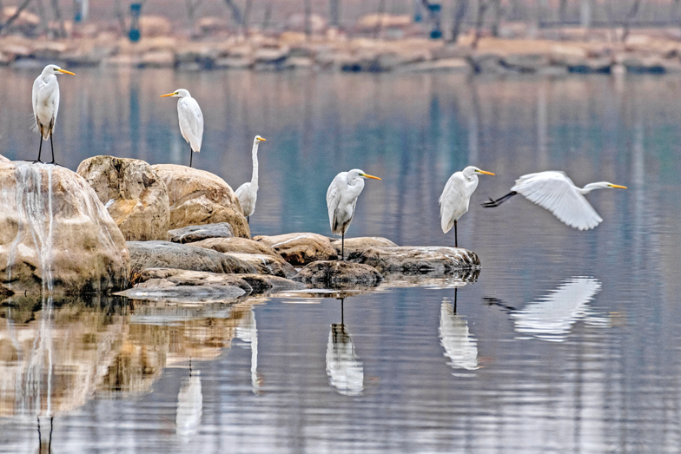 Shanxi lists ideal birdwatching sites