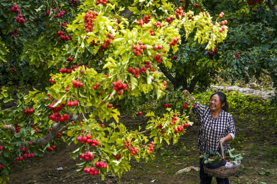 Hebei farmers prep hawthorn harvest for consumption