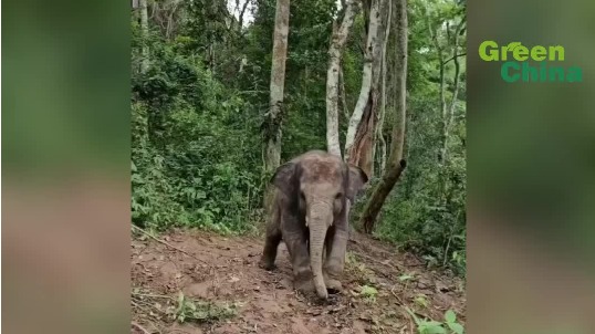 Resilience and renewal: Long Long the Asian elephant's heroic tale in Xishuangbanna, Yunnan