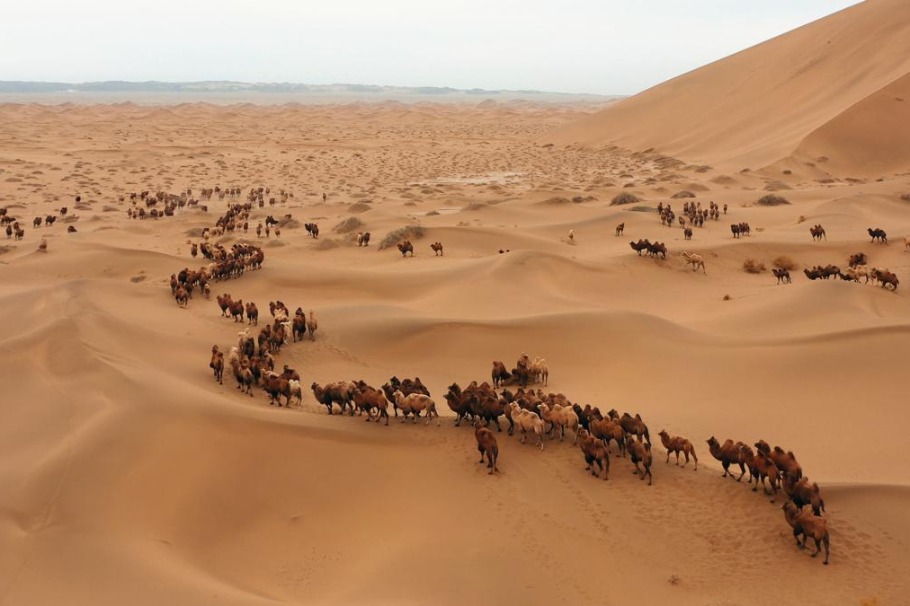 Camels create stunning migration scene in the Badain Jaran Desert
