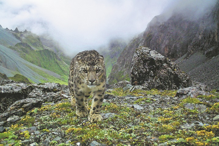 Snow leopard conservation efforts breed success | www.chinaservicesinfo.com