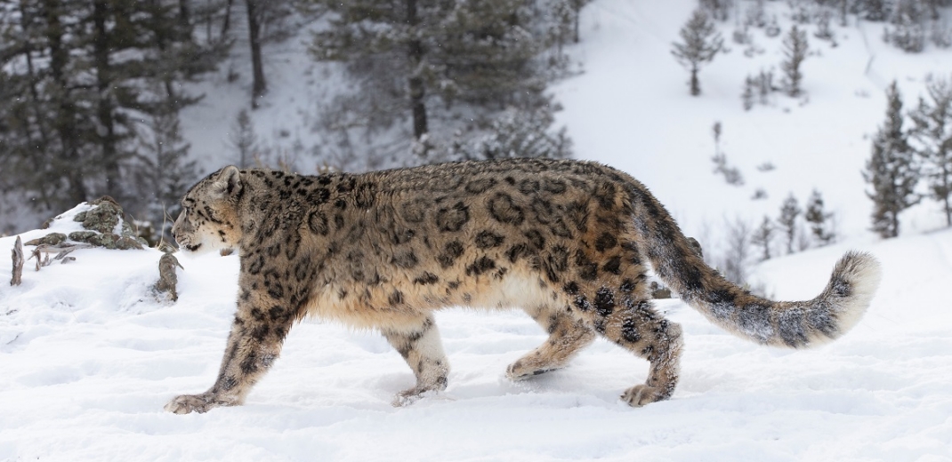 Snow leopard conservation efforts breed success