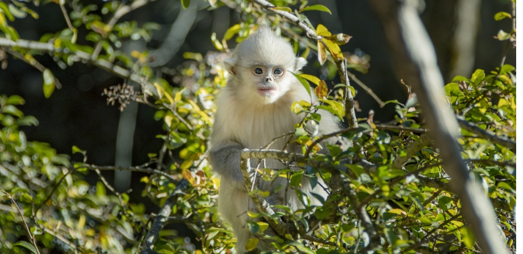 Snub-nosed monkeys in Yunnan living the high life