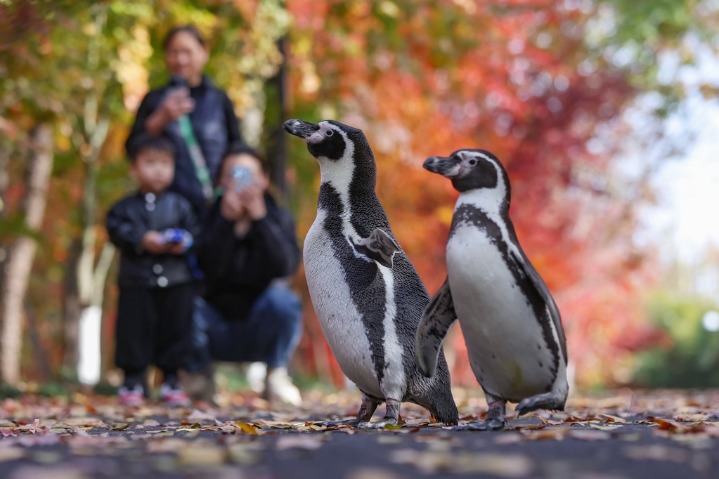 Two penguins go for an outing to admire maple and ginkgo leaves