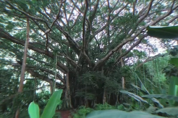 Yunnan is home to the largest and most perfectly shaped banyan tree discovered in Southeast Asia