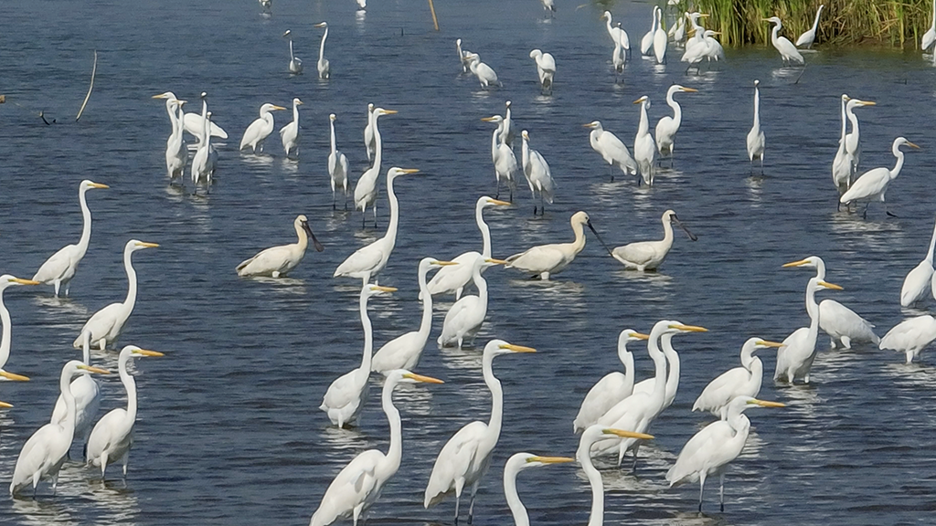 POTRET : Jutaan Burung Terbang di Langit Nansha-Image-2