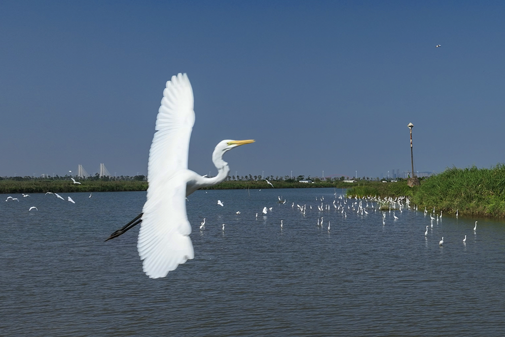 POTRET : Jutaan Burung Terbang di Langit Nansha-Image-3