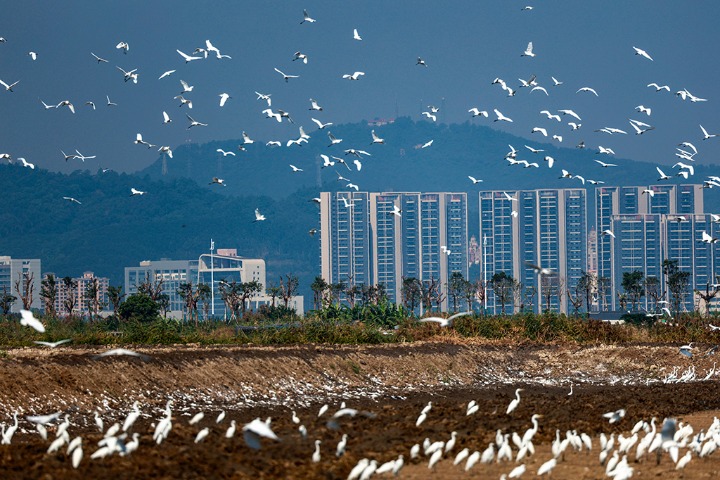 Guangzhou graced by arrival of migratory birds