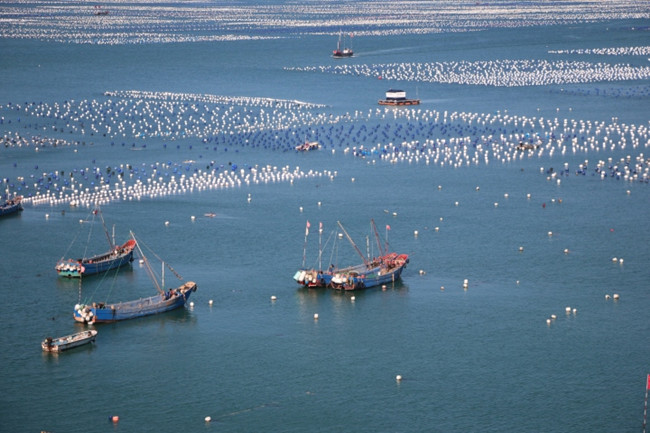 Shengsi sees bumper harvest of mussels